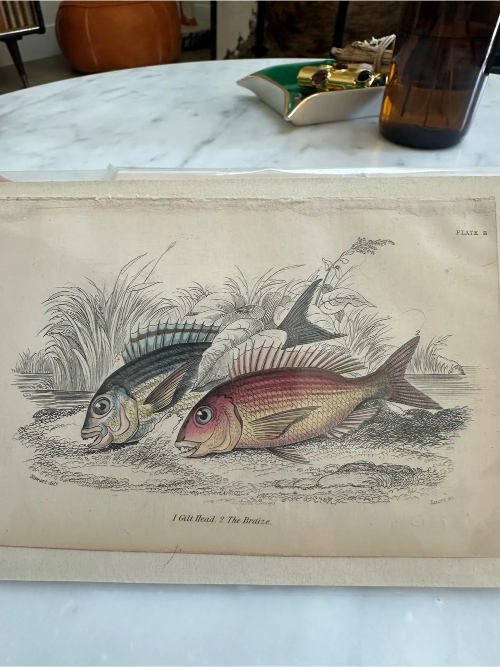 1800s Jardine’s The Naturalist’s Library Chromolithographs Rare Fish